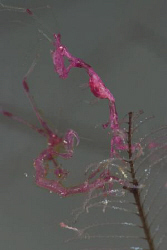 I'd never seen pink skeleton shrimps before! These were t... by Erika Antoniazzo 
